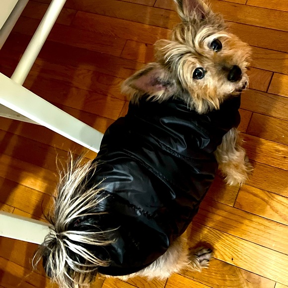 ❌SOLD ❌🛑Canadian Weather Gear Puffer Dog Coat